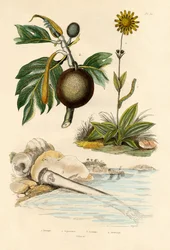 Arnica, 1833-39